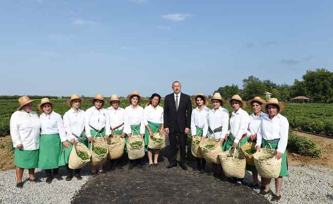 İlham Əliyev    Astara Çay plantasiyalarında (FOTOLAR)